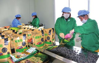 白山 創新創業風鵬正舉，食品互聯網銷售譜寫新篇章